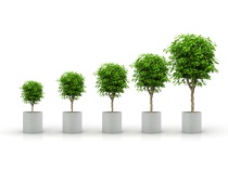 Fünf Bäume, die in einer Reihe stehen und immer größer werden
