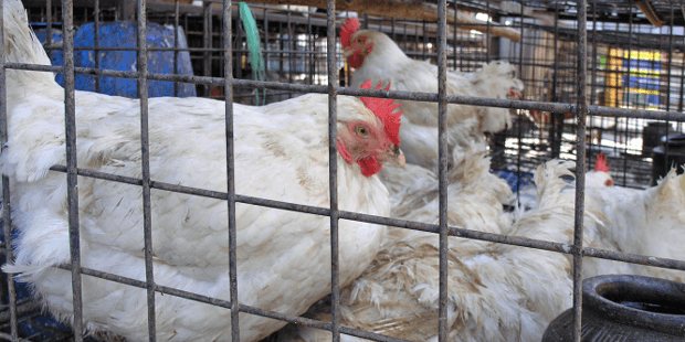 Politiker will strengere Auflagen für Tierhaltungin der Landwirtschaft durchsetzen